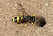 Cerceris rybyensis