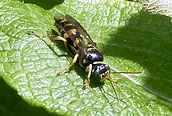 Ectemnius cephalotes