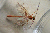 Ophion sp.