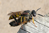 Philanthus triangulum