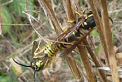 Vespula germanica