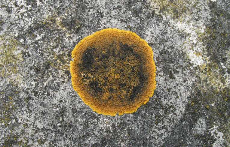 Caloplaca flavescens