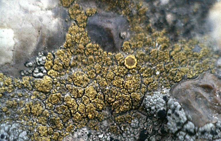 Candellariella aurella