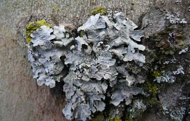 Flavoparmelia caperata