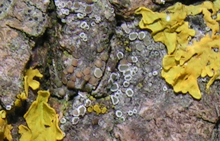 Lecanora chlarotera