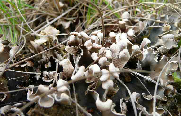 Peltigera rufescens