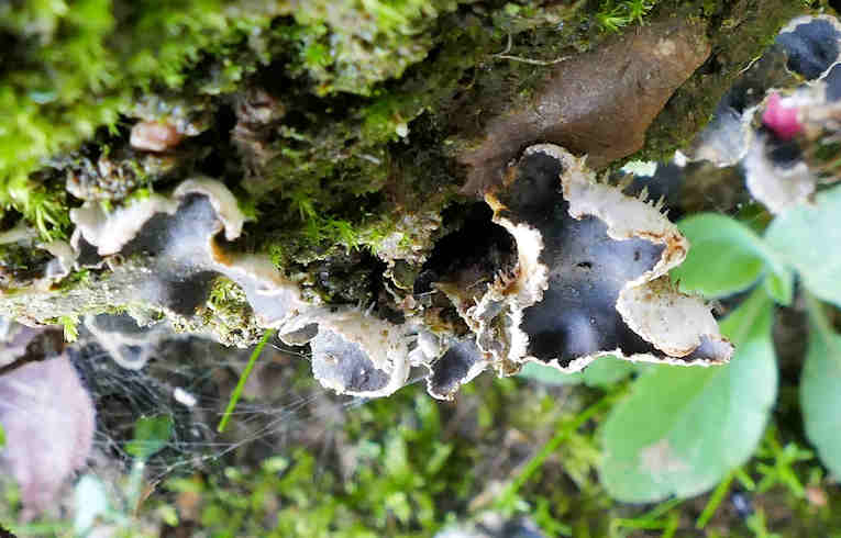 Peltigera (didactyla)