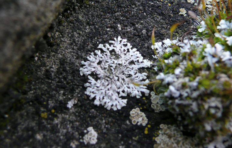 Physconia grisea