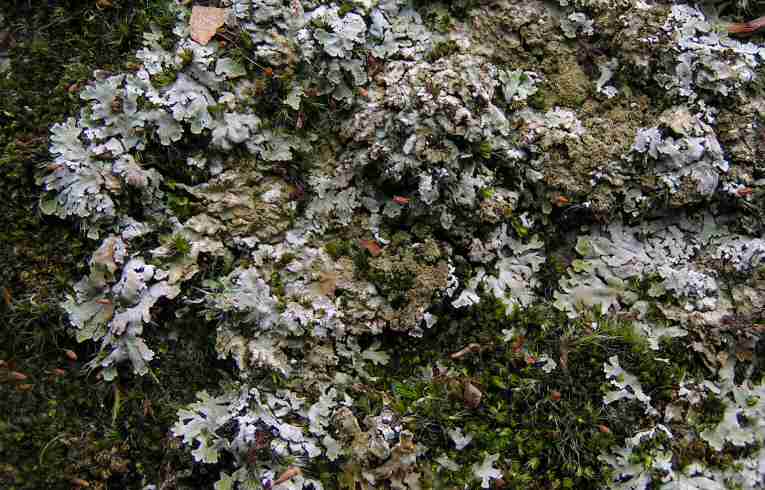 Physconia grisea