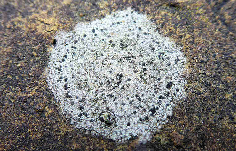 Rhizocarpon reductum