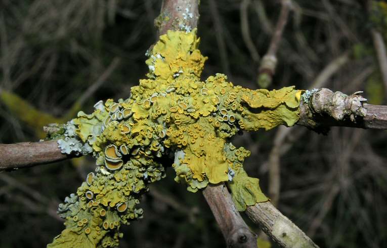 Xanthoria parietina