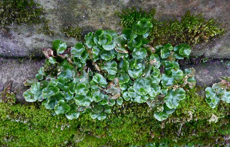 Lunularia cruciata