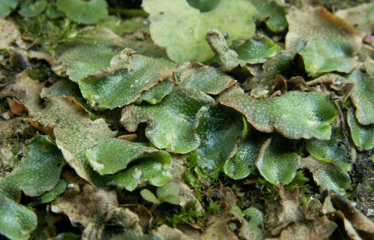 Lunularia cruciata