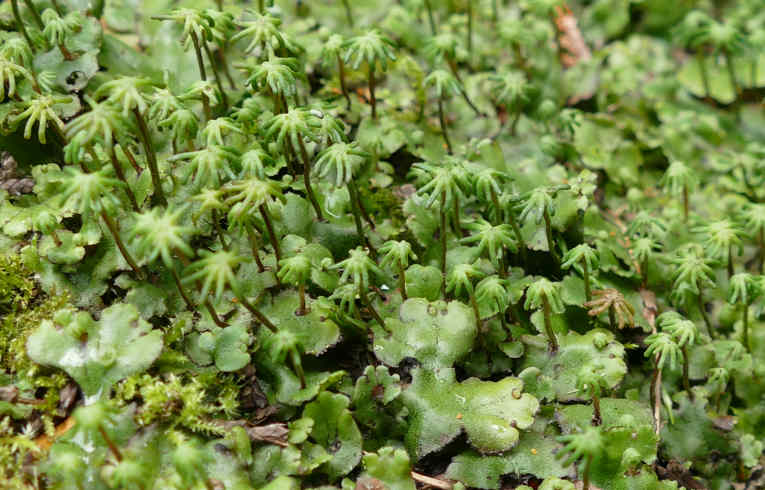 Marchantia polymorpha