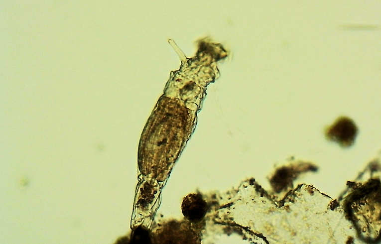 rotifer