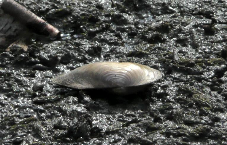 Anodonta cygnaea
