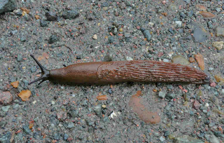 Arion (distinctus?)