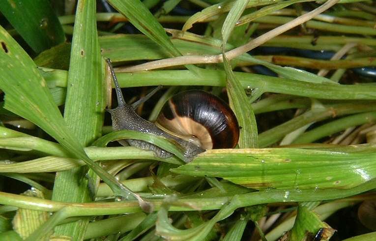 Cepaea hortensis