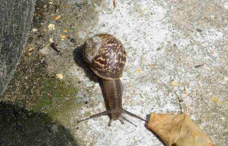 Helix aspersa