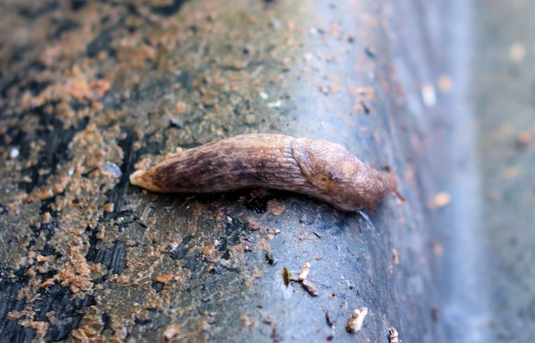 Limax flavus