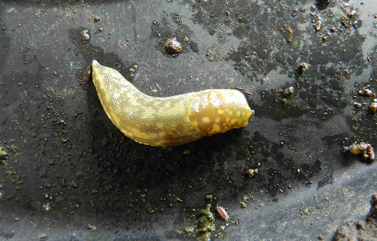 Limax flavus
