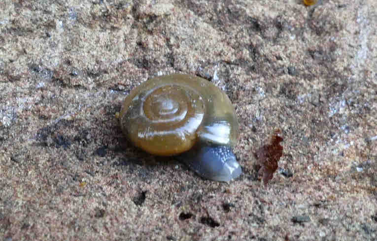 Oxychilus alliarius