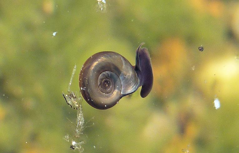 Planorbis planorbis