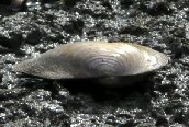 Anodonta cygnaea