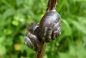 Copse Snail 