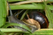 Cepaea hortensis