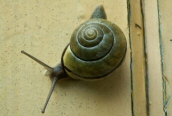 Cepaea nemoralis