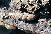 Two-toothed Door Snail