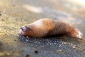 Deroceras (reticulatum)