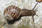 Helix aspersa