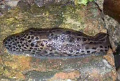 Limax maximus