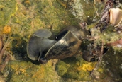 Lymnaea peregra