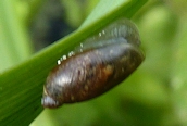 Physa sp. 