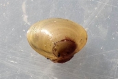 Pisidium sp. 