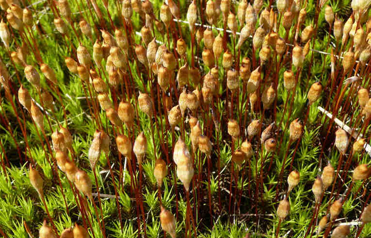 Polytrichum commune