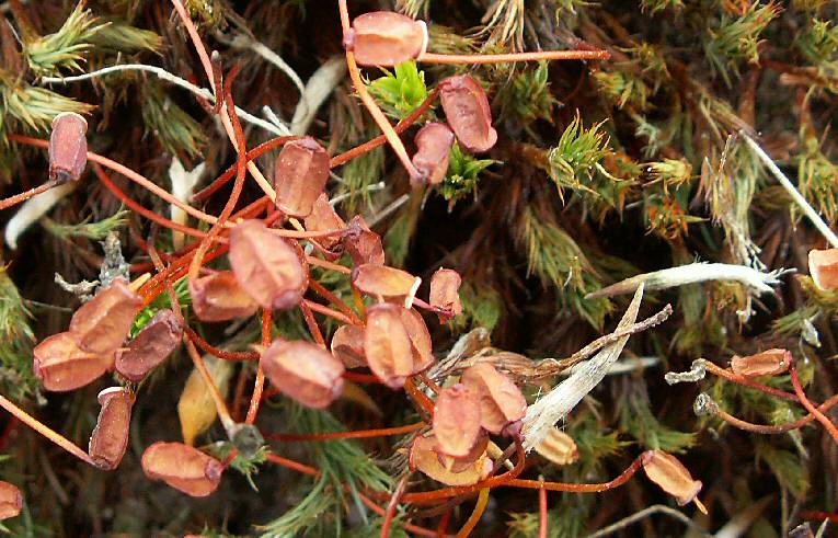 Polytrichum juniperinum