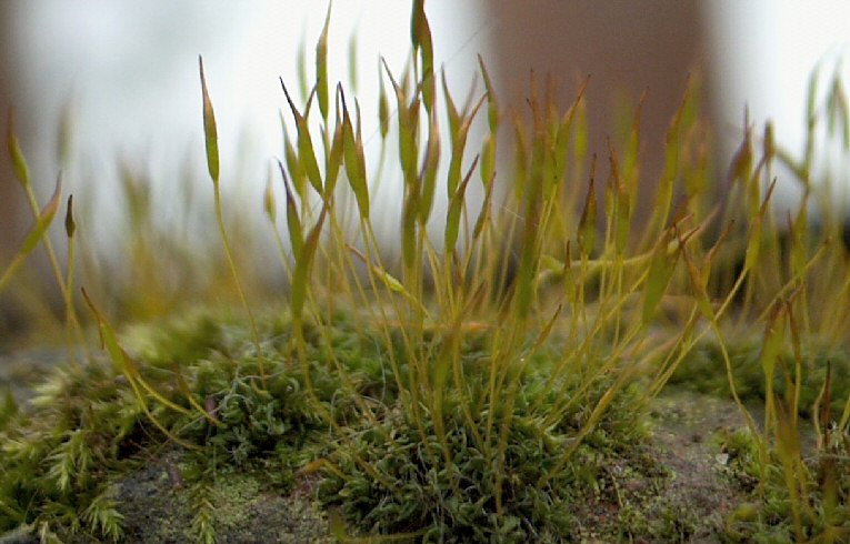 Tortula muralis