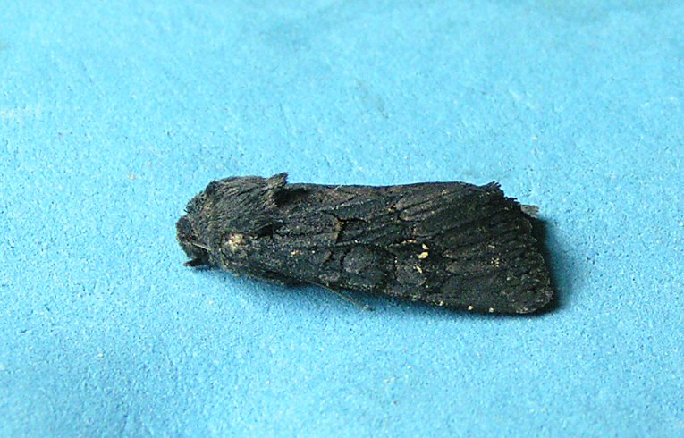 Black Rustic