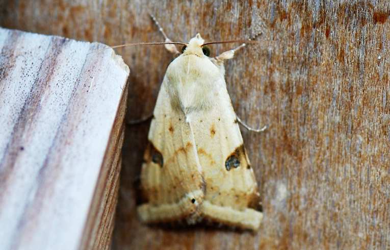 Bordered Straw