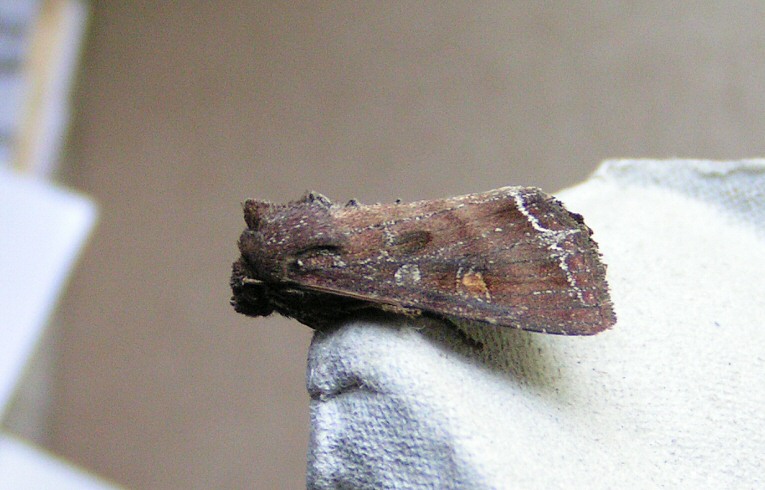 Bright-line Brown-eye