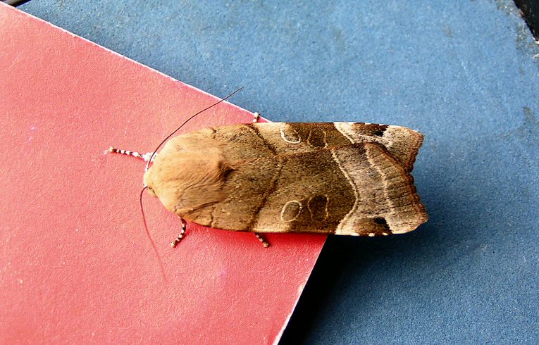 Broad-bordered Yellow Underwing