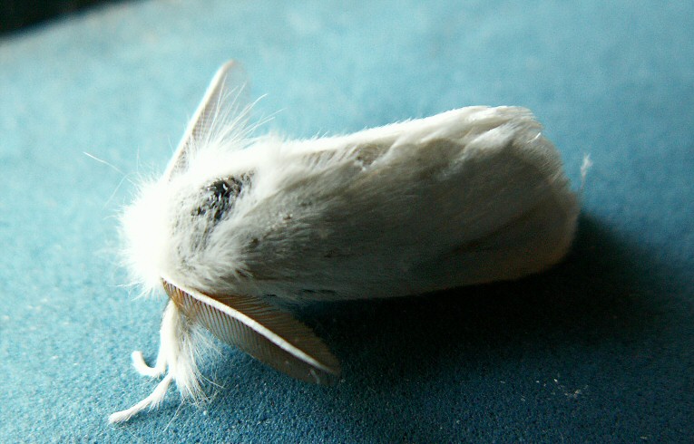 Brown-tail