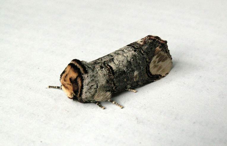 Buff Tip