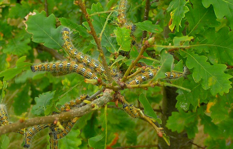 Buff Tip larvae