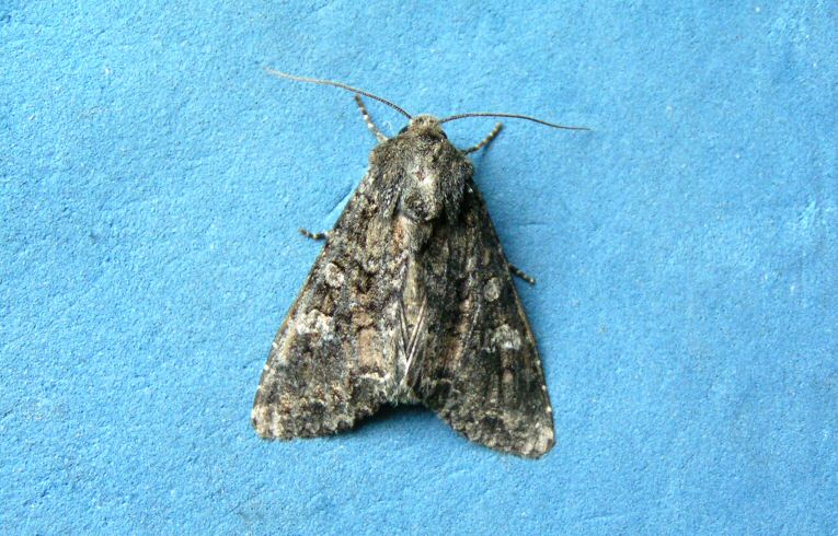 Cabbage Moth