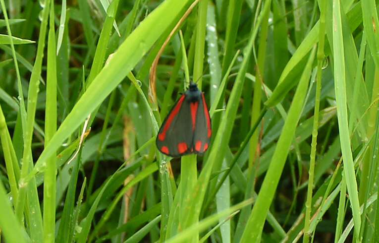Cinnabar